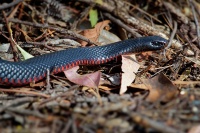 Pakobra cervenobricha - Pseudechis porphyriacus - Red-bellied Black Snake o5487